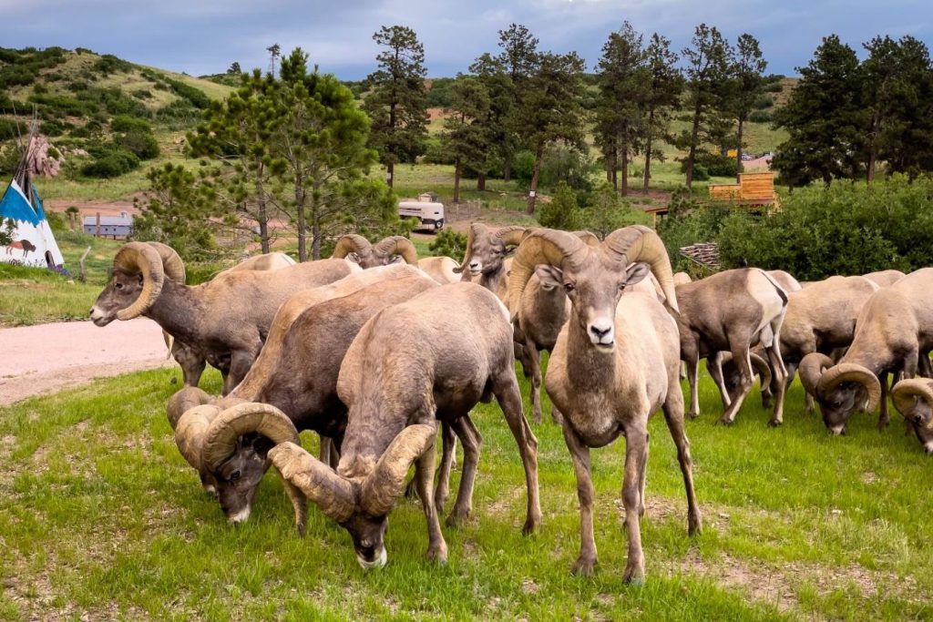 Flying W Ranch – Flying W | Chuckwagon Dinner Show | Flying W Wranglers