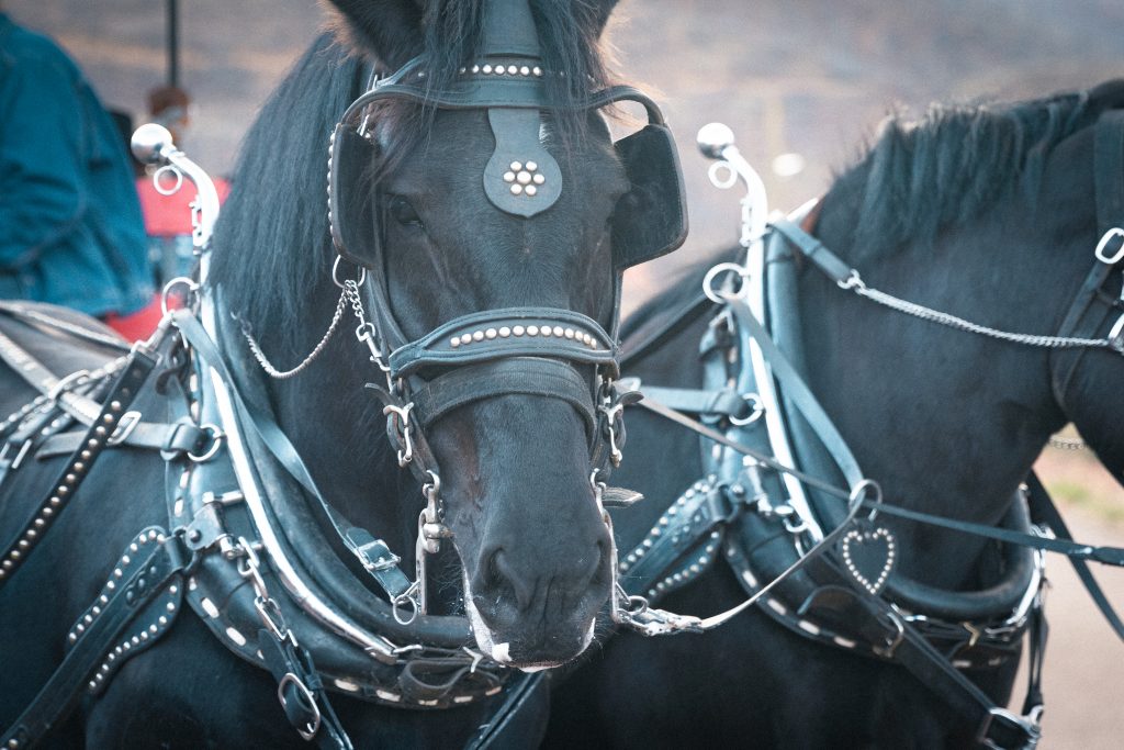 Flying W Ranch – Flying W | Chuckwagon Dinner Show | Flying W Wranglers